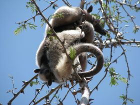 Two anteaters at Morgans Rock San Juan del Sur Nicaragua – Best Places In The World To Retire – International Living